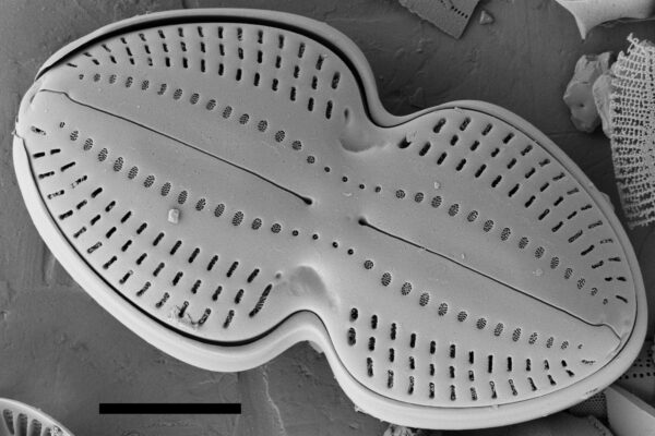 Diploneis bombus SEM2