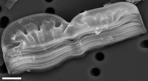 Entomoneis ornata SEM1