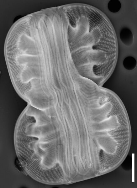 Entomoneis ornata SEM2