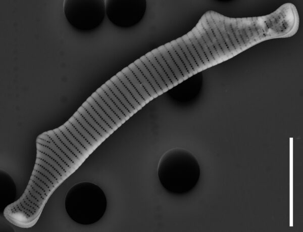 Eunotia bactriana SEM1