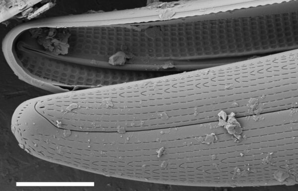 Gyrosigma Nodiferum SEM2 VA000316 021