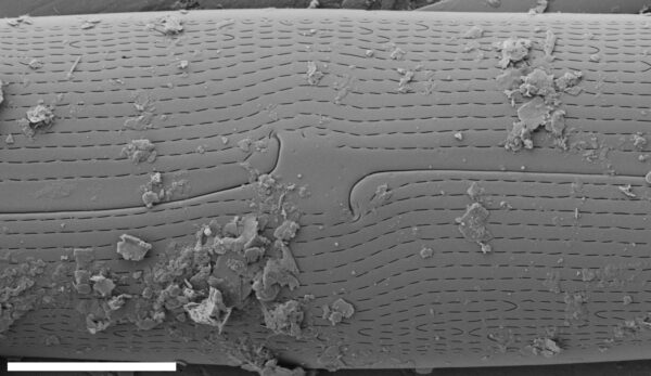 Gyrosigma Nodiferum SEM3 VA000316 019