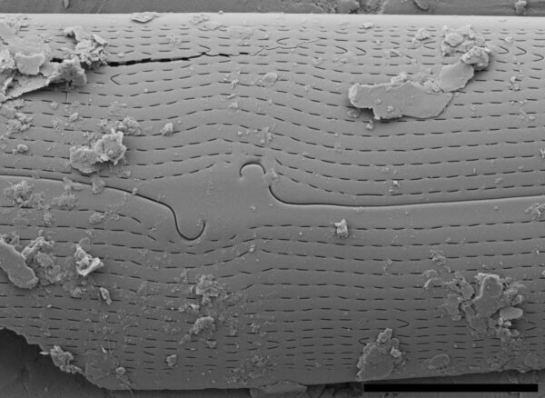 Gyrosigma Nodiferum SEM4 VA000316 028