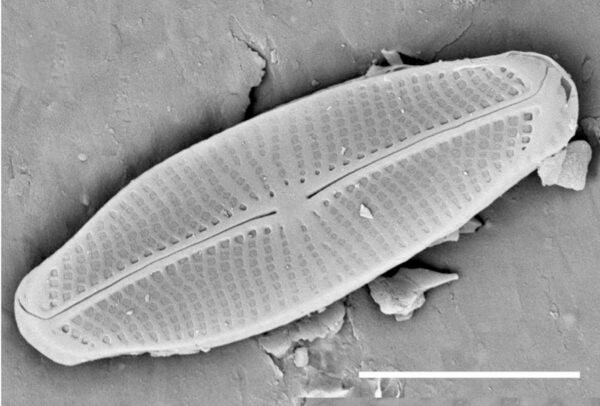 Sellaphora vincentiana SEM1