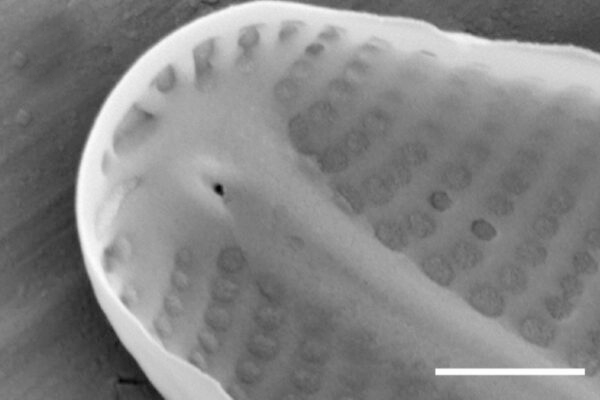 Sellaphora vincentiana SEM3
