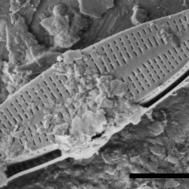 Achnanthidium thienemannii SEM1