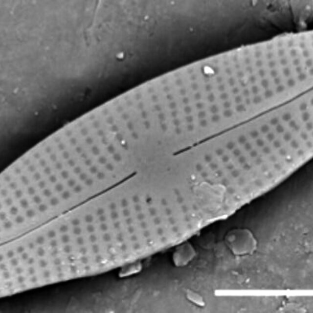 Adlafia Umiujaqensis SEM1