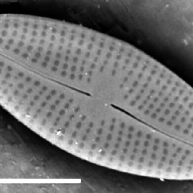 Adlafia Umiujaqensis SEM2