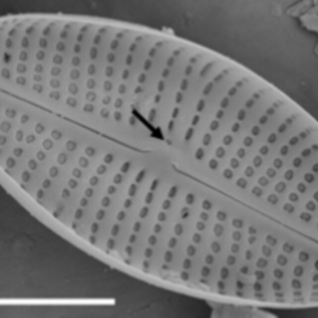 Adlafia Umiujaqensis SEM3