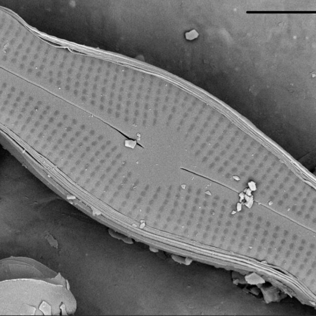 Adlafia ossiformis SEM1