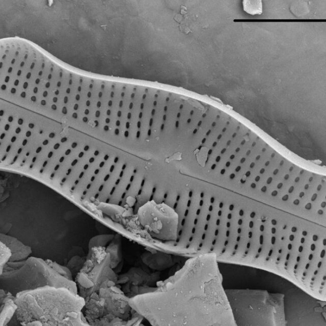 Adlafia ossiformis SEM2