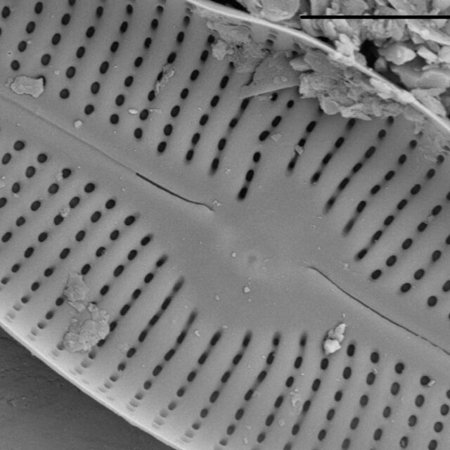 Adlafia ossiformis SEM3