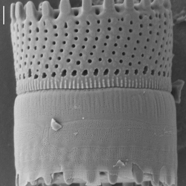Aulacoseira scalaris SEM1