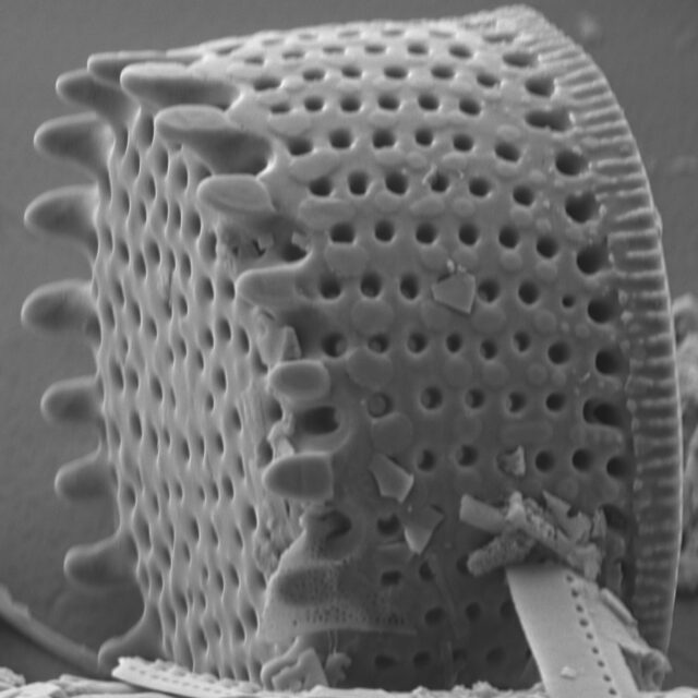 Aulacoseira scalaris SEM2