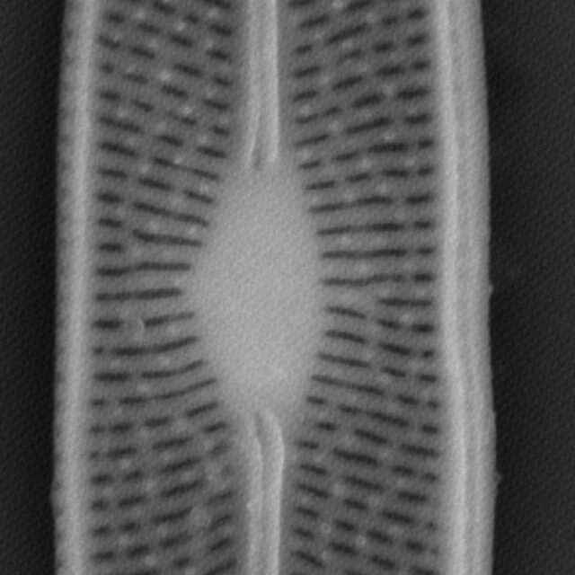 Brachysira chiarucii SEM4 INSTAAR 17660