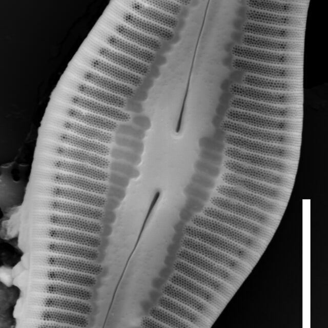 Caloneis c f ventricosa external view central area 5µm