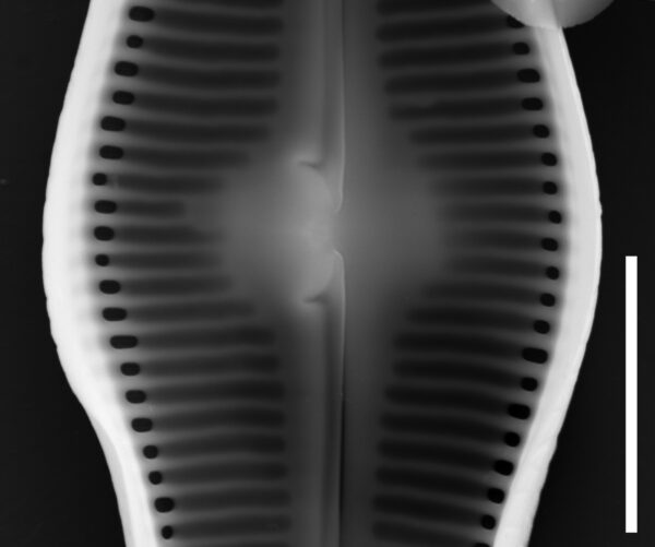 Caloneis c f ventricosa internal view central area 5µm