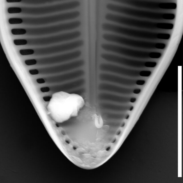 Caloneis schumanniana internal view apice 5µm