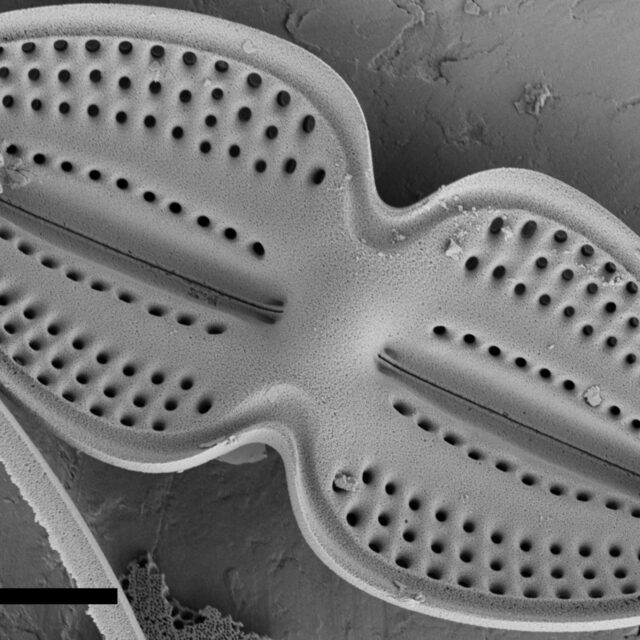 Diploneis bombus SEM1