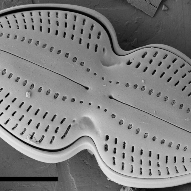 Diploneis bombus SEM2