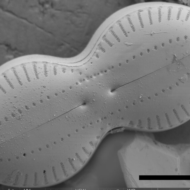 Diploneis interrupta ext SEM1