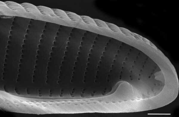 Eunotia papilioforma SEM4