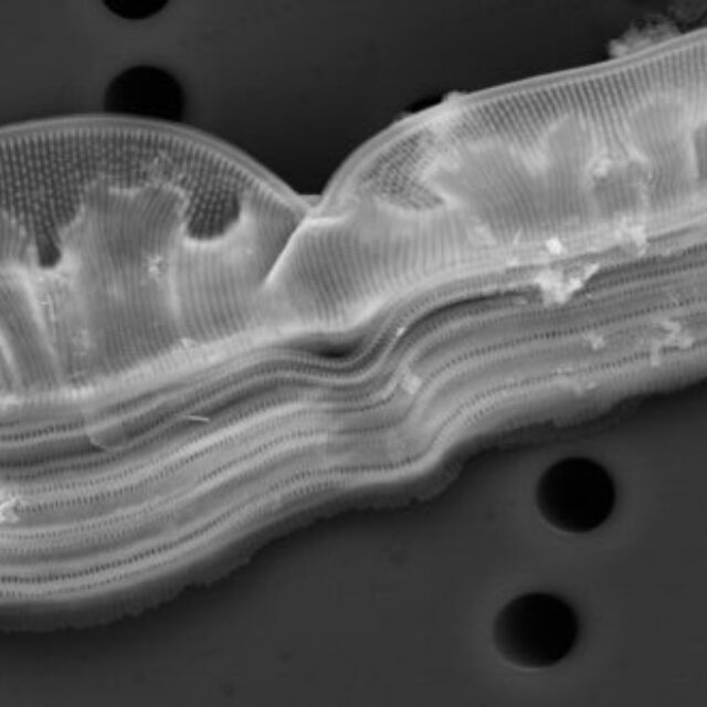 Entomoneis ornata SEM1