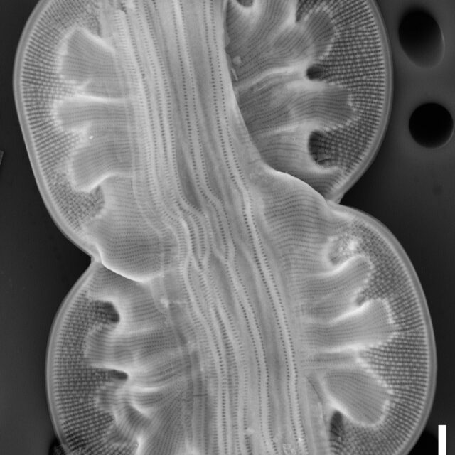 Entomoneis ornata SEM2