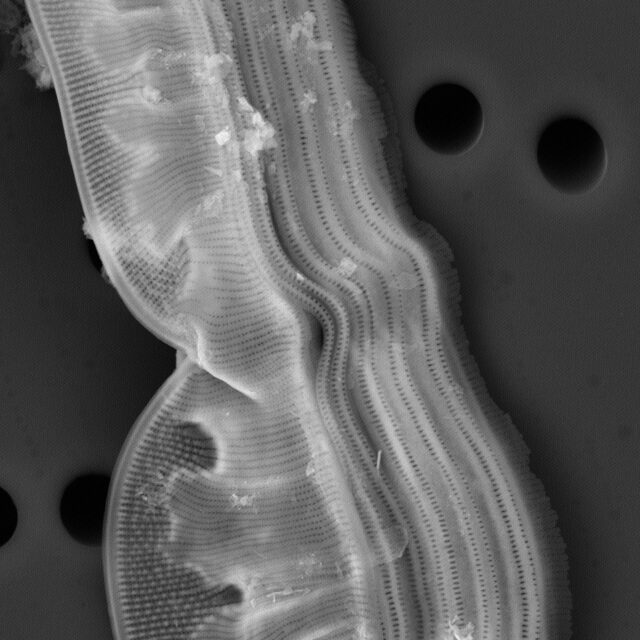 Entomoneis ornata SEM2