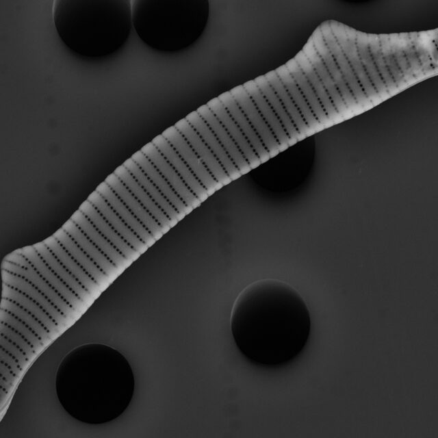 Eunotia bactriana SEM1