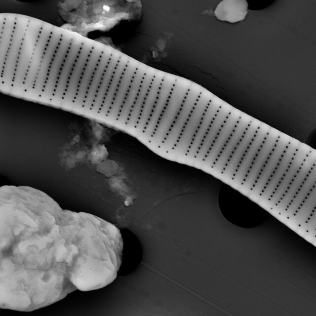 Eunotia pectinalis SEM1