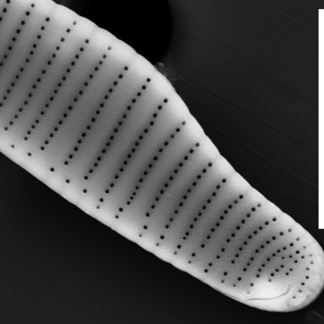 Eunotia pectinalis SEM2