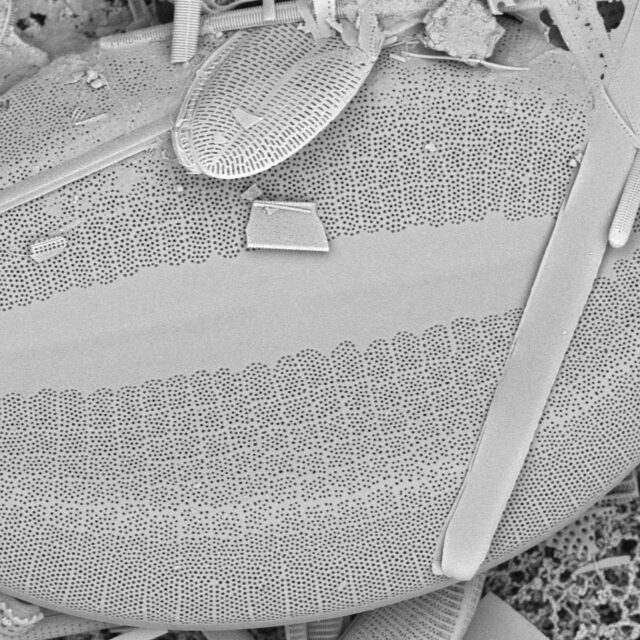 FL SPG9 stub2043 141 cocconeis edited