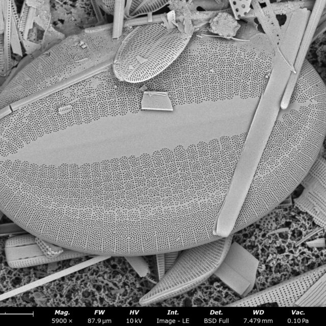 FL SPG9 stub2043 141 cocconeis