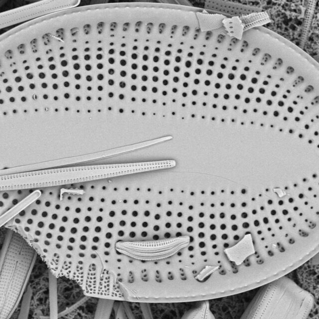 FL SPG9 stub2043 142 cocconeis 1 edited