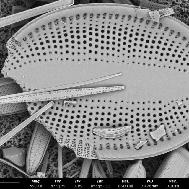 FL SPG9 stub2043 142 cocconeis