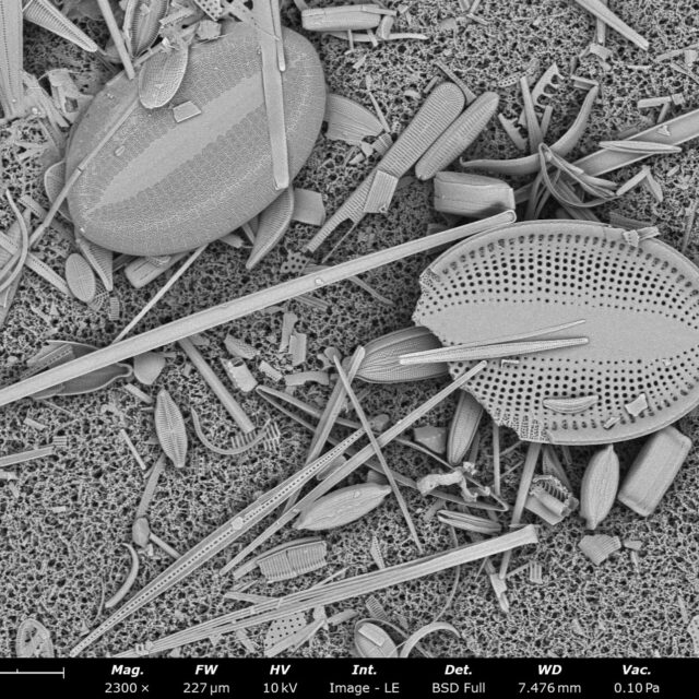 FL SPG9 stub2043 143 cocconeis