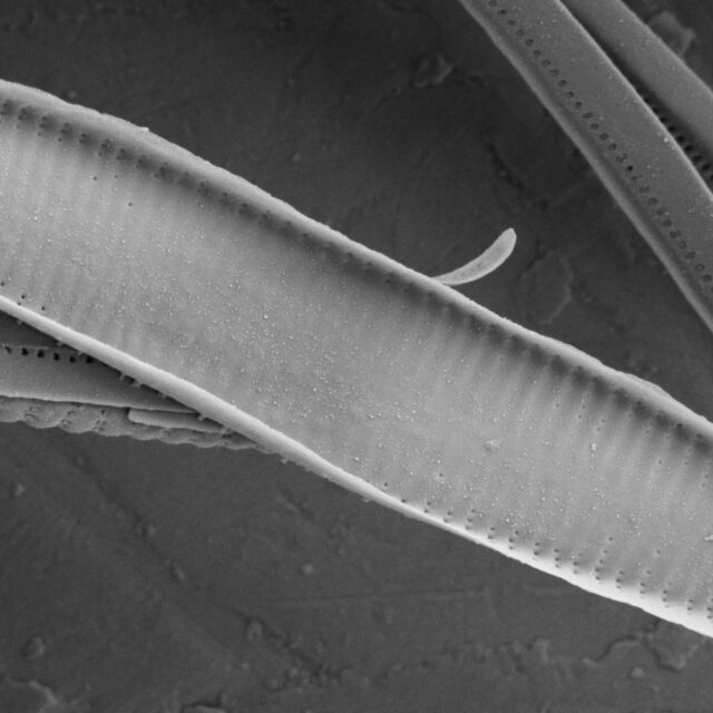 Fragilaria Longifusiformis SEM1