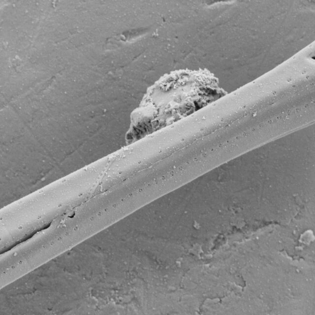 Fragilaria Longifusiformis SEM2