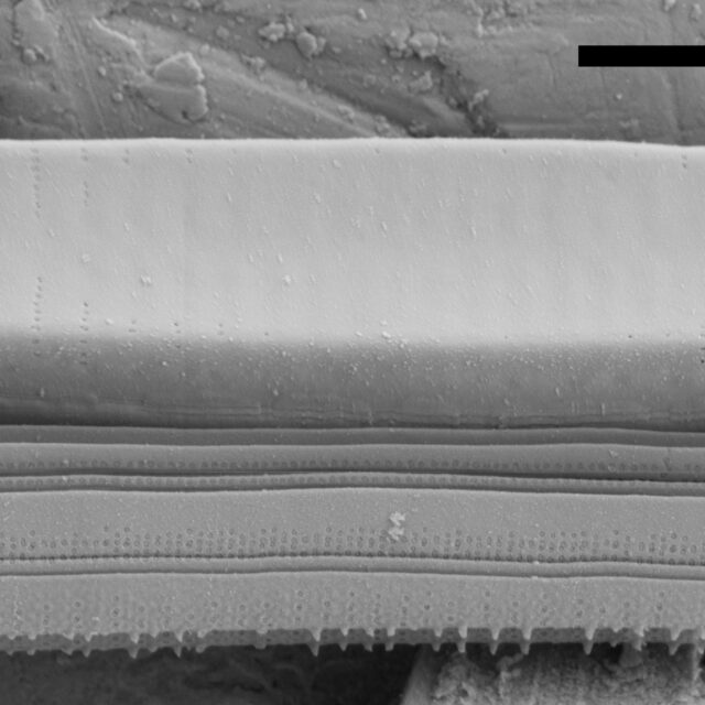 Fragilaria Longifusiformis SEM3