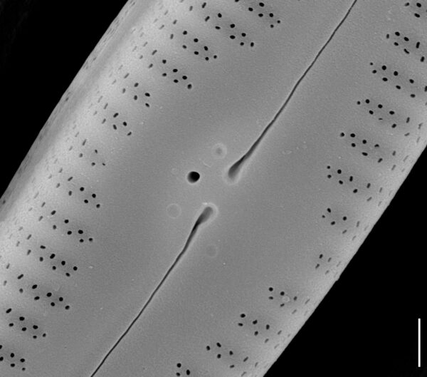 Gomphonema amerhombicum SEM1