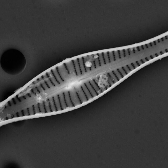 Gomphonema coronatum SEM1 INSTAAR 17661