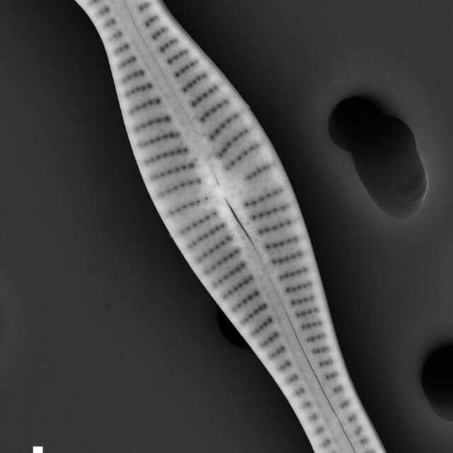 Gomphonema coronatum SEM2 INSTAAR 17661