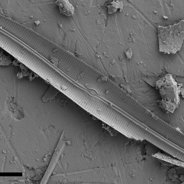 Gyrosigma Nodiferum SEM1 VA000316 026