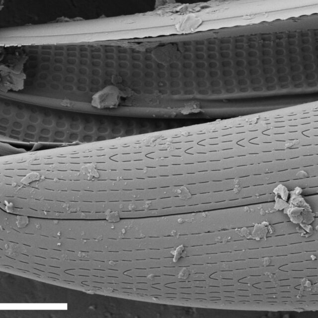Gyrosigma Nodiferum SEM2 VA000316 021