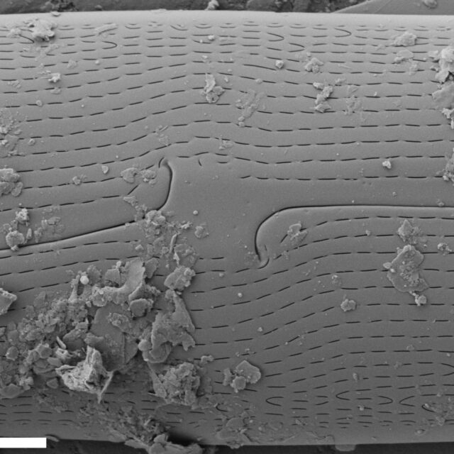 Gyrosigma Nodiferum SEM3 VA000316 019