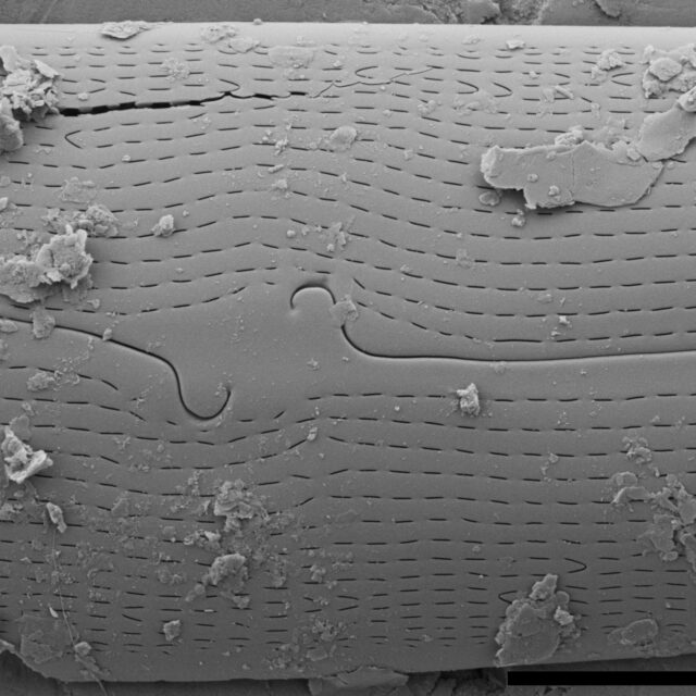 Gyrosigma Nodiferum SEM4 VA000316 028