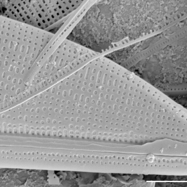 Halamphora baleenicola SEM4