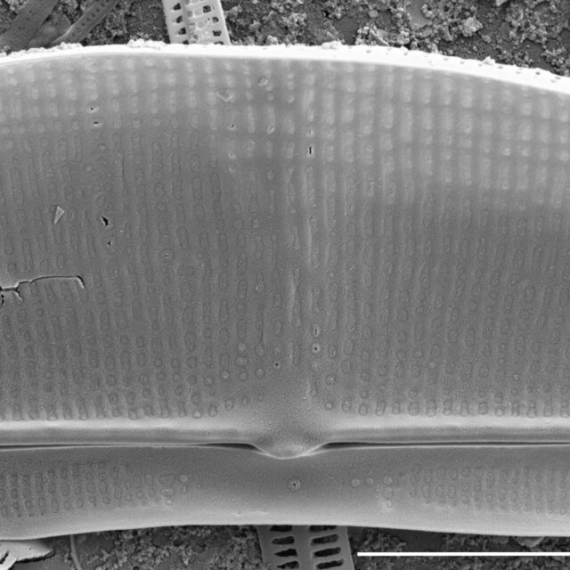 Halamphora baleenicola SEM5