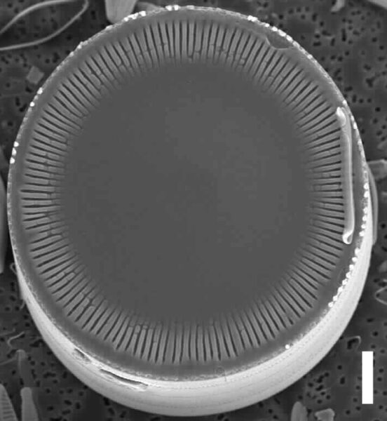 Ellerbeckia arenaria SEM2